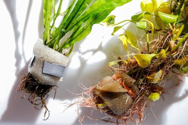 java-fern-ludwigia-repens-roots.jpg