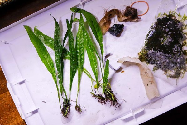 java-fern-moss.jpg