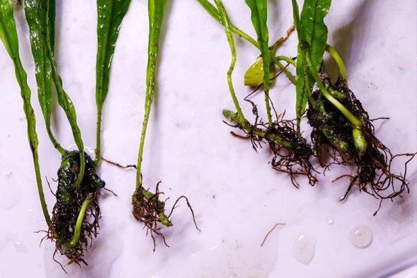 java-fern-roots.jpg