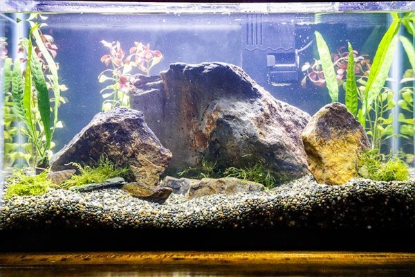 new-live-plants-aquarium.jpg