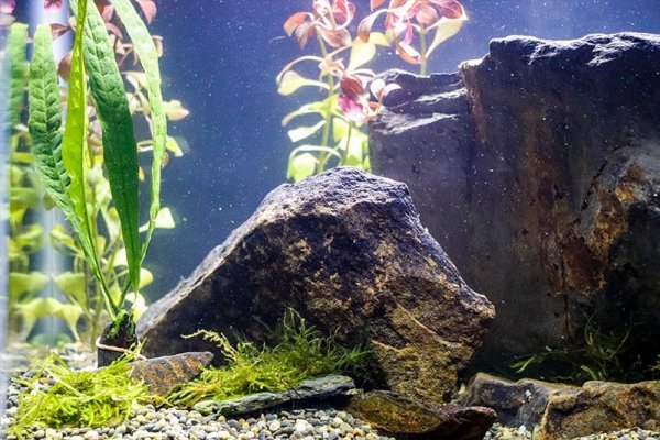 rocks-java-fern-moss-ludwigia-repens-aquarium.jpg