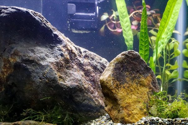 rocks-jave-fern.jpg