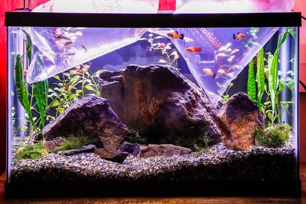 acclimating-fish-to-tank.jpg