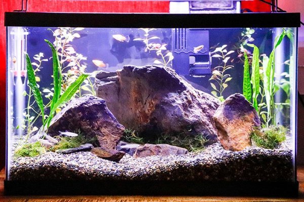new-fish-in-tank.jpg