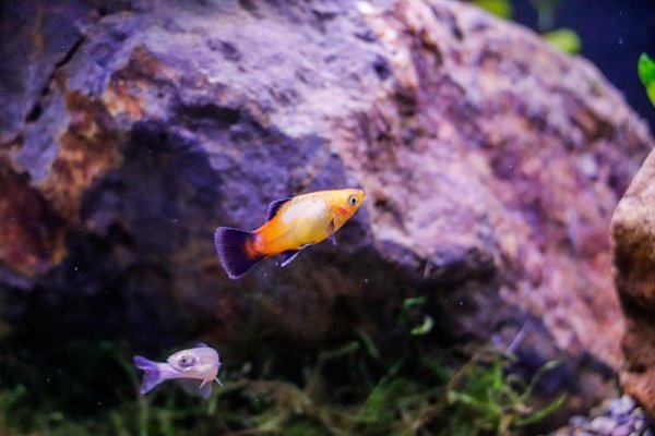platy-celestial-danio.jpg