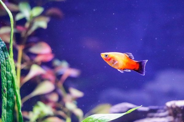 orange-black-platy-java-fern-ludwigia-repens.jpg