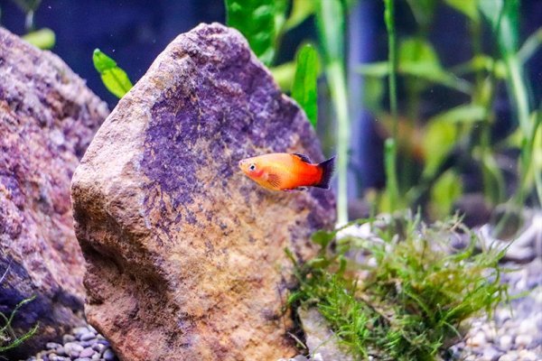 orange-black-tail-platy.jpg