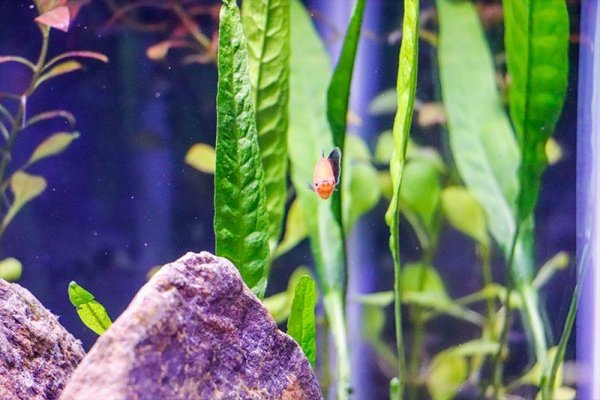 platy-java-fern.jpg