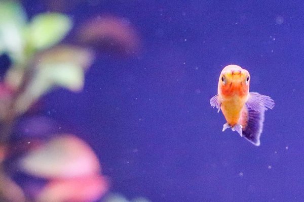 platy-planted-10-gallon-tank.jpg