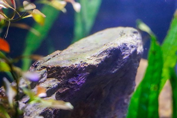 cycle-aquarium-algae-on-rock.jpg
