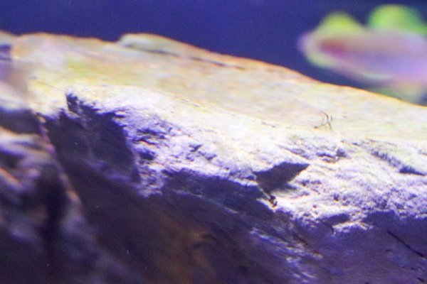green-algae-on-hardscape.jpg