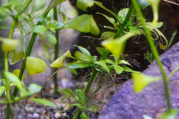 new-growth-ludwegia-repens.jpg