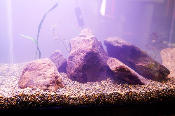 large-river-stones-in-55-gallon-aquarium.jpg