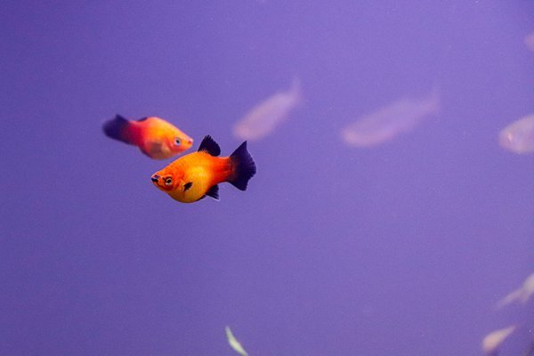 orange-black-platy.jpg