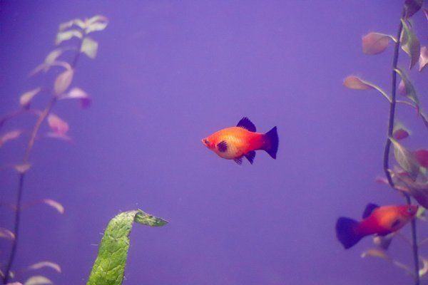 pregnant-platy.jpg