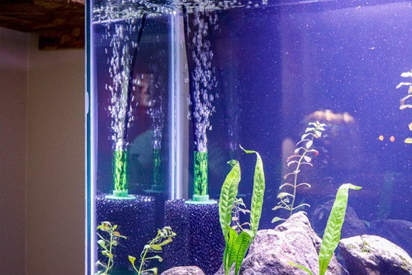 aquarium-sponge-filter-air-bubbles.jpg