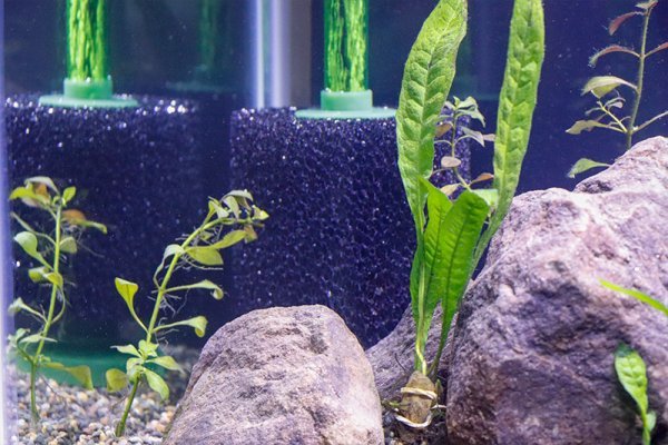 sponge-filter-in-55-gallon-fish-tank.jpg