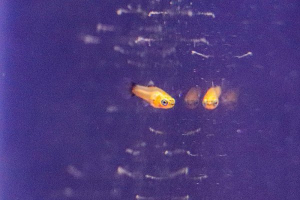 baby-platy.jpg