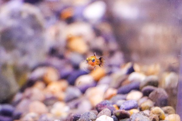 baby-platy-gravel.jpg
