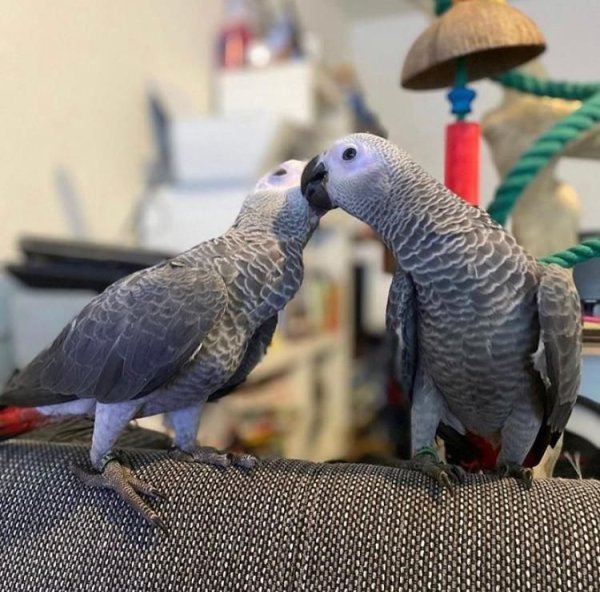 handreared pair of african greys..jpg handreared pair of african greys..jpg