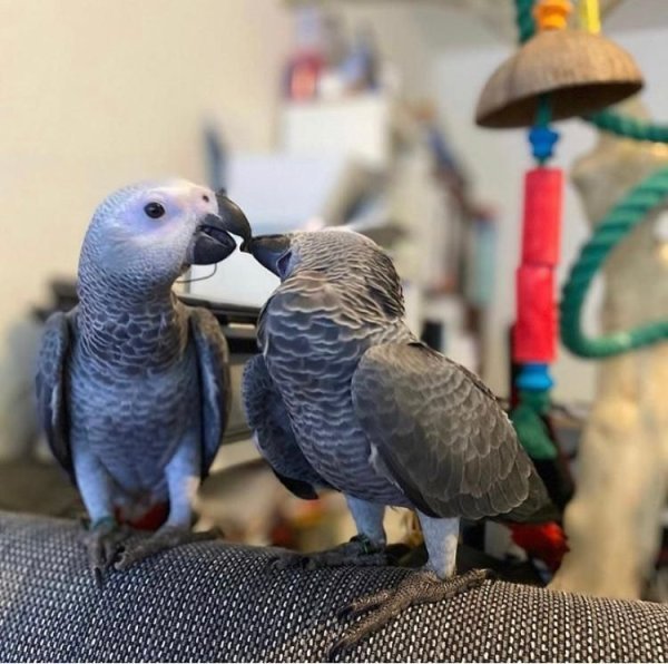 handreared pair of african greys...jpg