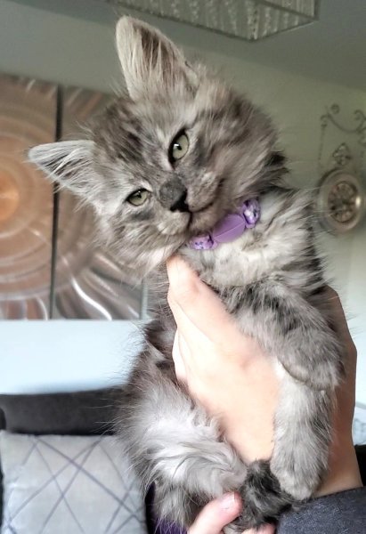 Nymeria pic 7.jpg Nymeria pic 7.jpg
