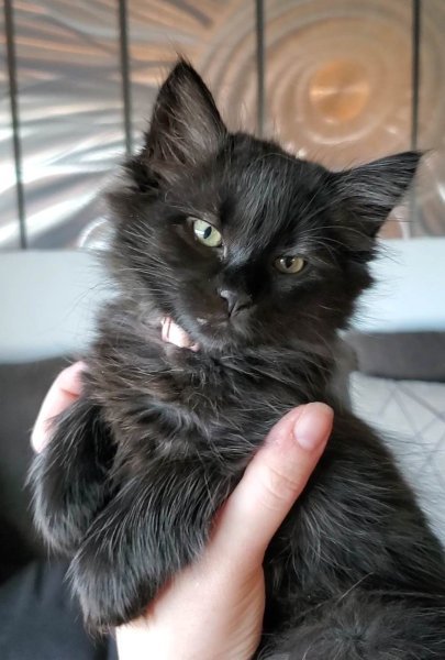 Arya pic 1.jpg