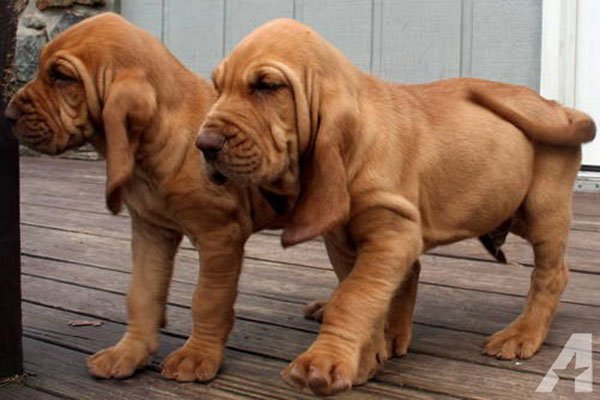 Purebred-Bloodhound-Puppies.jpg