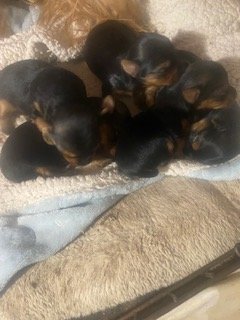 Maliaah's babies 2.jpg