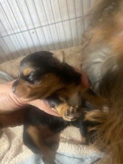 Maliahaa's BBies 1-23.jpg