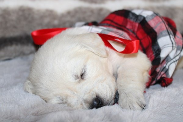puppy.JPG puppy.JPG