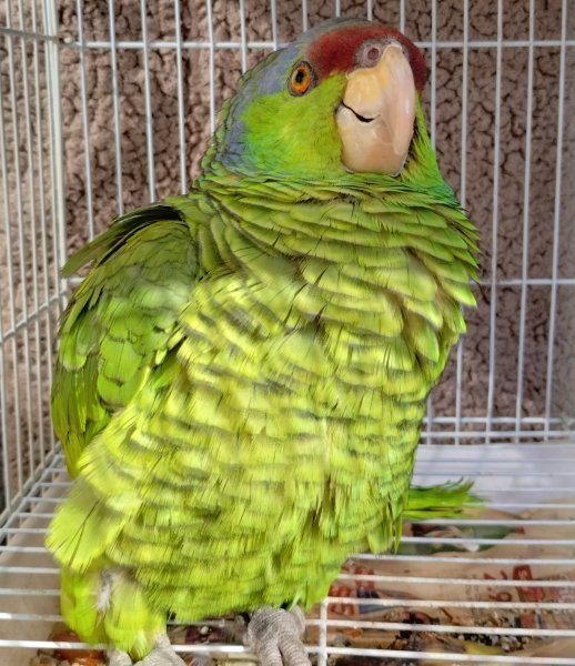 Bird 2.jpg