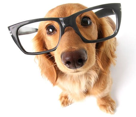 dog-glasses.jpg
