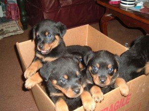 3129499-rotty-puppies-for-sale.jpg