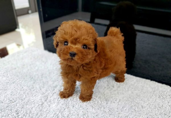 Poodle -Male (Adam).jpg Poodle -Male (Adam).jpg