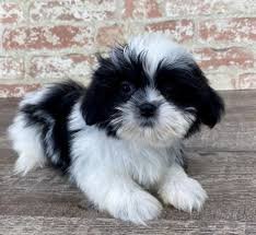 shih tzu5556.jpg shih tzu5556.jpg