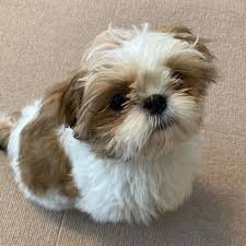 shih tzu344.jpg shih tzu344.jpg