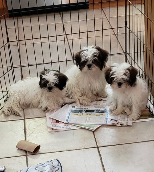 Shihtzu Puppies.jpg Shihtzu Puppies.jpg