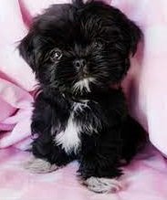 shih tzu333.jpg shih tzu333.jpg