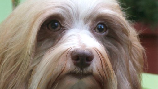pebbles eyes 4-3.jpg