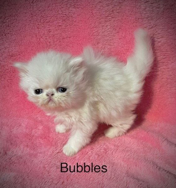 Bubbles040223b.jpg