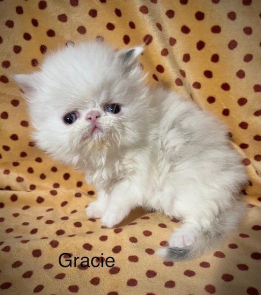 Gracie040223b.jpg