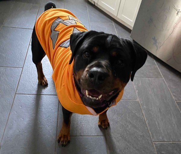 german rottweiler puppies for sale near me.jpg