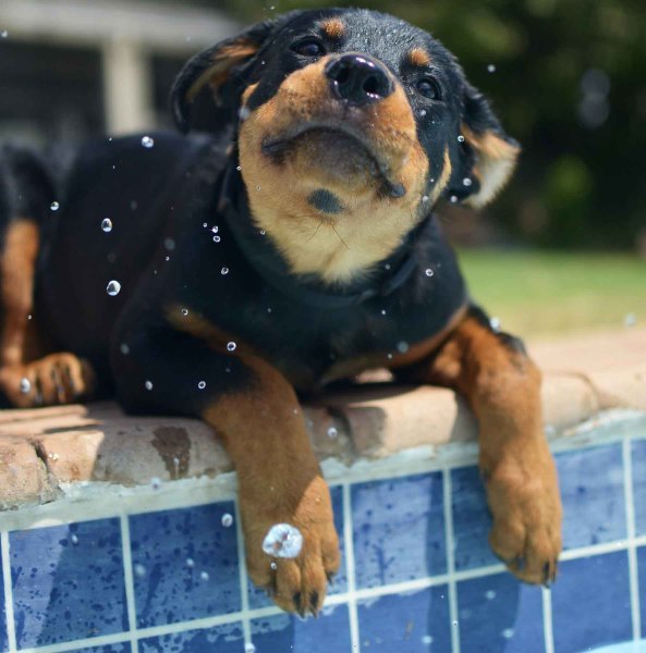 rottweiler for sale near me.jpg rottweiler for sale near me.jpg
