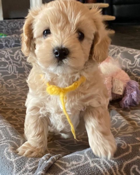 Bella 6.jpg