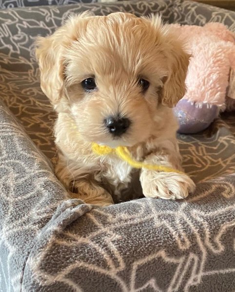 Bella 9.jpg Bella 9.jpg