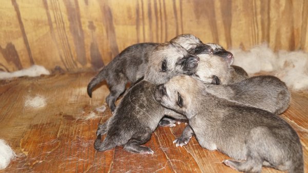 winters pups 1.JPG winters pups 1.JPG