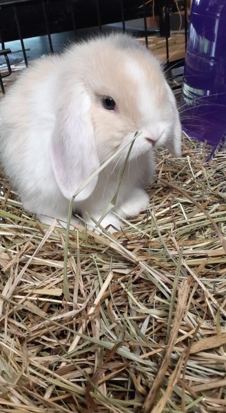 bunnies1.jpg bunnies1.jpg