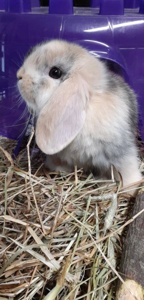 bunnies3.jpg bunnies3.jpg