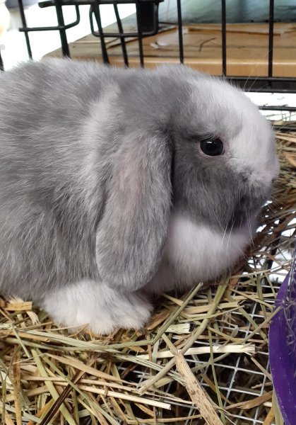 bunnies4.jpg bunnies4.jpg